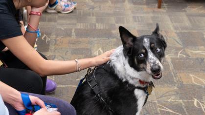 Students pet a black and white therapy dog during the Who Let the Dogs In event