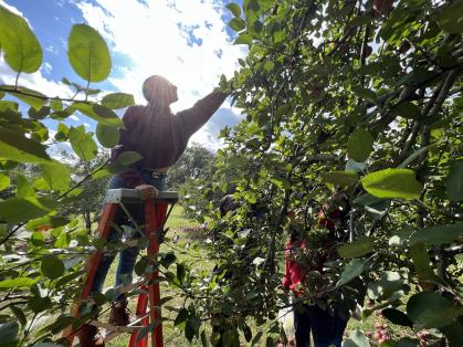 Princeton University and Lee Turkey Farm Apple Picking Tour 5