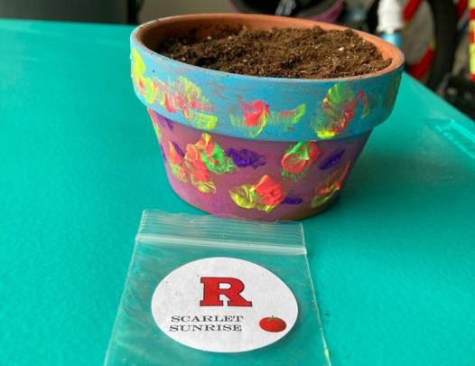 Colorful flower pot - with a small ziplock bag with a sticker scarlet sunrise